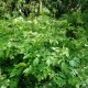 ARUNCUS dioicus