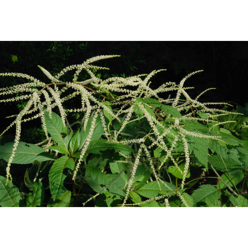 ARUNCUS dioicus