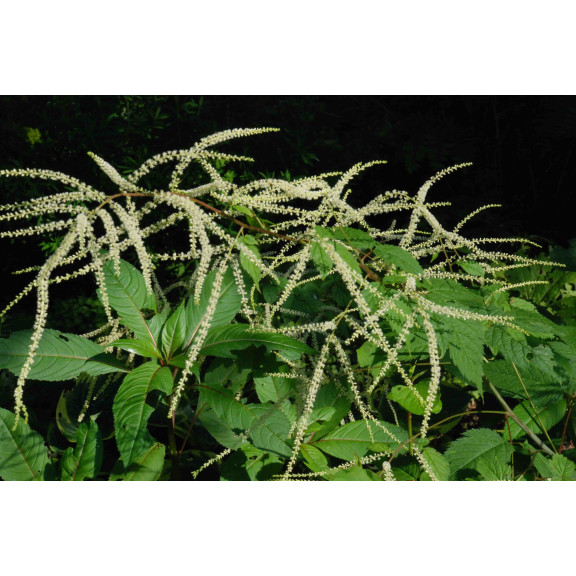 ARUNCUS dioicus
