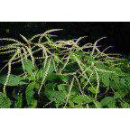 ARUNCUS dioicus