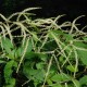 ARUNCUS dioicus