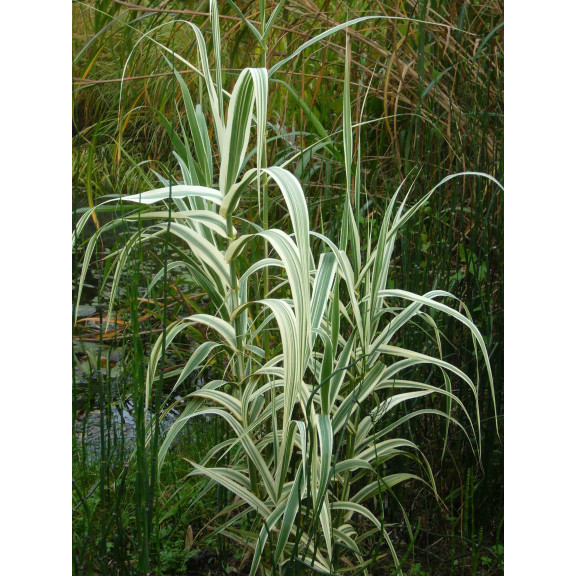 ARUNDO donax var. versicolor