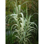 ARUNDO donax var. versicolor