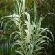 ARUNDO donax var. versicolor