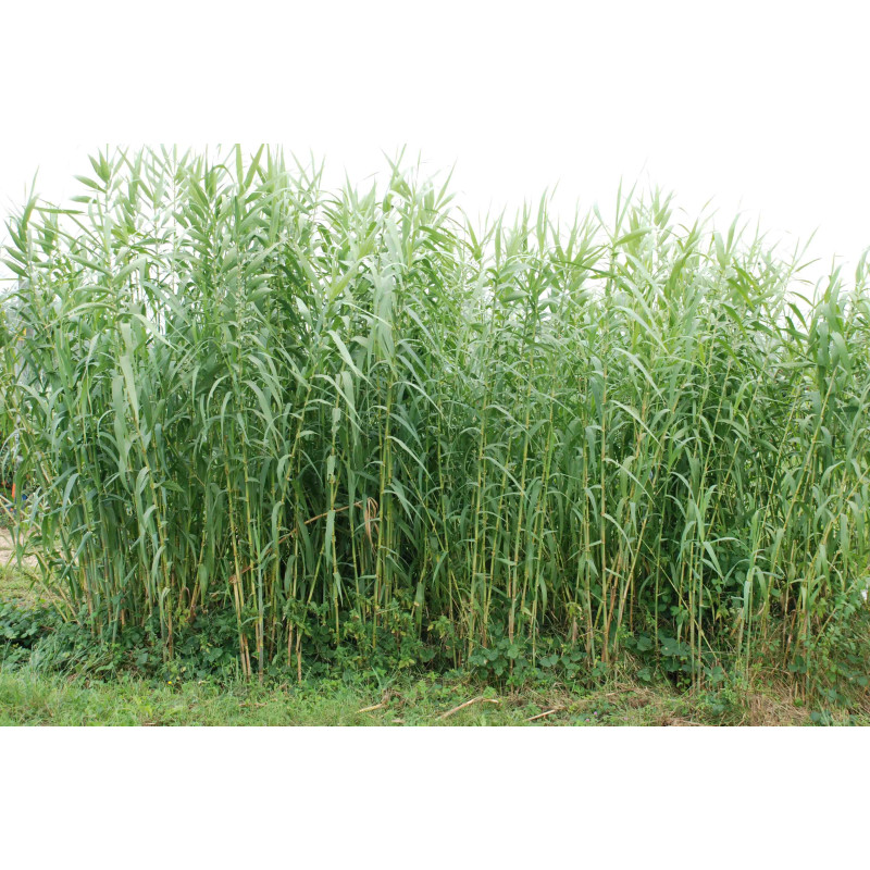 ARUNDO donax