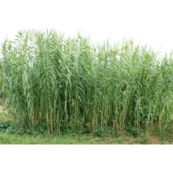 ARUNDO donax