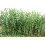 ARUNDO donax