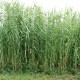 ARUNDO donax