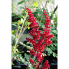 ASTILBE x arendsii 'Fanal'