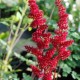 ASTILBE x arendsii 'Fanal'