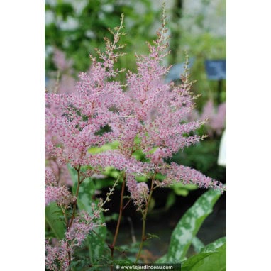 ASTILBE simplicifolia \'Hennie Graafland\' - Astilbe &agrave; feuilles simples \'Hennie Graafland\'