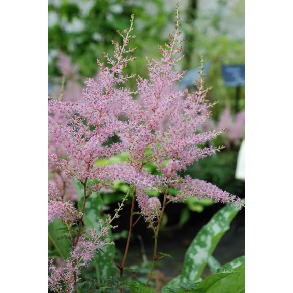 ASTILBE simplicifolia 'Hennie Graafland'