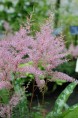 ASTILBE simplicifolia 'Hennie Graafland'