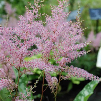 ASTILBE simplicifolia &#039;Hennie Graafland&#039;