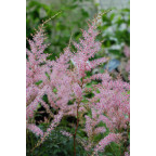 ASTILBE simplicifolia 'Hennie Graafland'