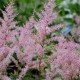 ASTILBE simplicifolia 'Hennie Graafland'