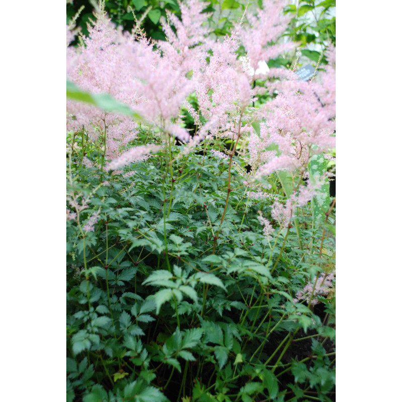 ASTILBE simplicifolia 'Hennie Graafland'