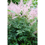 ASTILBE simplicifolia 'Hennie Graafland'