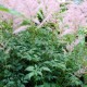 ASTILBE simplicifolia 'Hennie Graafland'