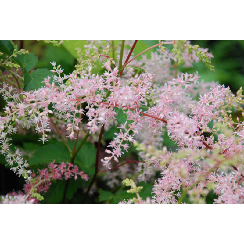 ASTILBE simplicifolia 'Bronze Elegans'