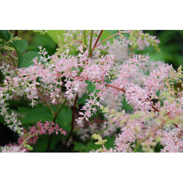 ASTILBE simplicifolia \'Bronze Elegans\'