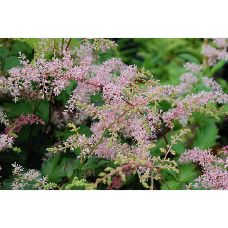 ASTILBE simplicifolia 'Bronze Elegans'