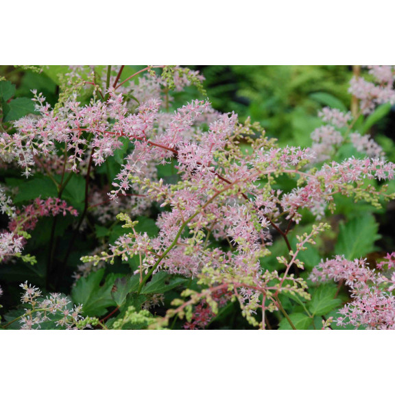 ASTILBE simplicifolia 'Bronze Elegans'