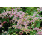 ASTILBE simplicifolia 'Bronze Elegans'