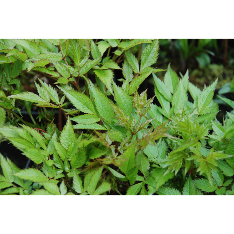 ASTILBE thunbergii 'Straussenfeder'