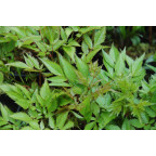 ASTILBE thunbergii 'Straussenfeder'