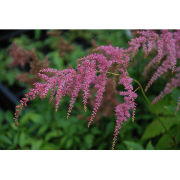 ASTILBE thunbergii \'Straussenfeder\'
