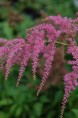 ASTILBE thunbergii 'Straussenfeder'