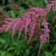 ASTILBE thunbergii 'Straussenfeder'