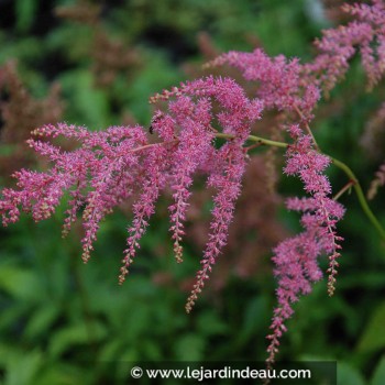 ASTILBE thunbergii &#039;Straussenfeder&#039;