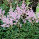 ASTILBE simplicifolia 'Sprite'