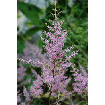 ASTILBE simplicifolia \'Sprite\'