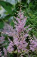 ASTILBE simplicifolia 'Sprite'