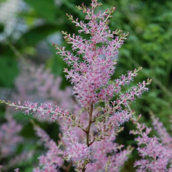 ASTILBE simplicifolia &#039;Sprite&#039;