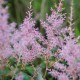 ASTILBE simplicifolia 'Sprite'