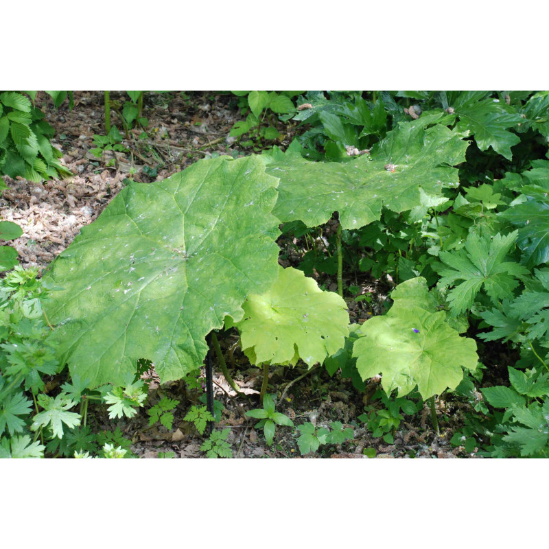 ASTILBOIDES tabularis