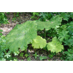 ASTILBOIDES tabularis