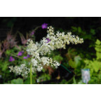 ASTILBOIDES tabularis