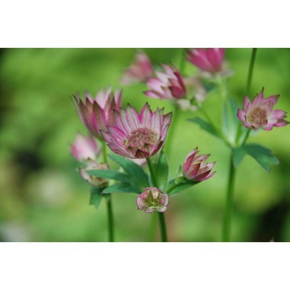 ASTRANTIA 'Roma'