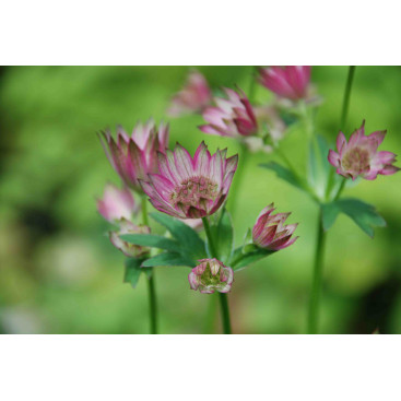 ASTRANTIA \'Roma\'