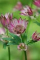 ASTRANTIA 'Roma'