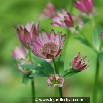 ASTRANTIA &#039;Roma&#039;