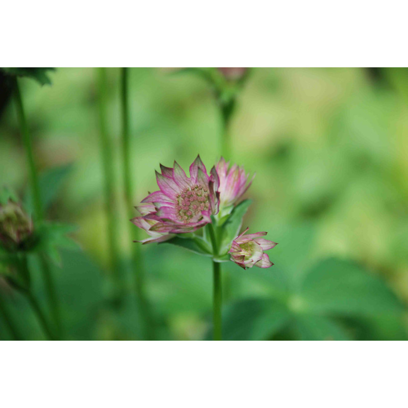 ASTRANTIA 'Roma'
