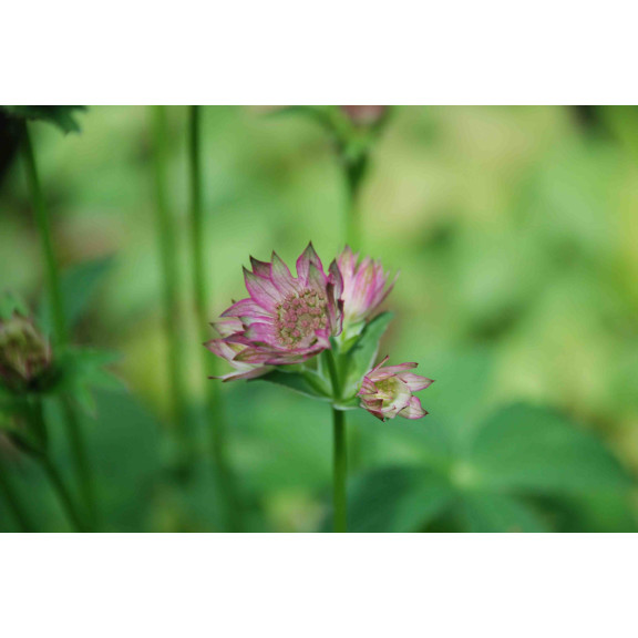 ASTRANTIA 'Roma'