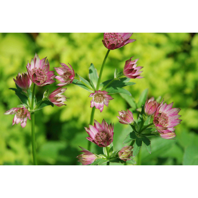 ASTRANTIA 'Roma'