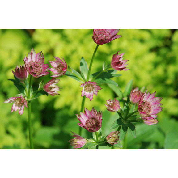 ASTRANTIA 'Roma'